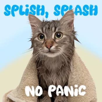 Calm Cat Bathing: Low-Stress Steps & Easy Alternatives